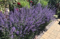 Grădină parfumată: Top 10 plante aromatice esențiale
