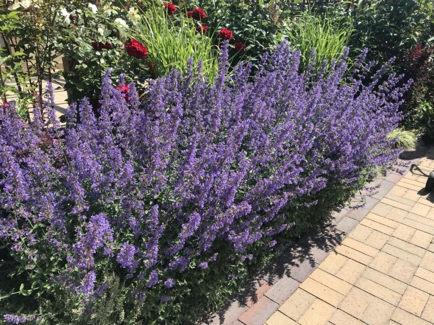 Grădină parfumată: Top 10 plante aromatice esențiale