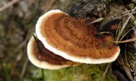 Dăunătorii lemnului - ciupercile Gloeophyllum sau Putregaiul brun Apare in special la lemnul de rasinoase expus