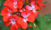 Muscate variate pentru ghivece si jardiniere Muscatele sunt fara indoiala cele mai populare flori din tara