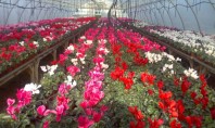 Flori frumoase in serele Biosolaris Producator de Plante Haideti sa le vedeti! Pentru unii dintre voi