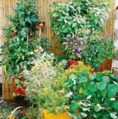 Grădini de legume verticale !
