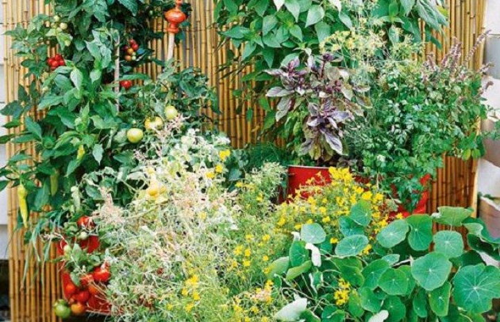 Idei simple pentru grădini de legume la fel de remarcabile ca cele de flori