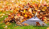 Frunzele uscate - un ajutor de incredere in gradina Potentialul frunzelor cazute in gradina dumneavoastra este