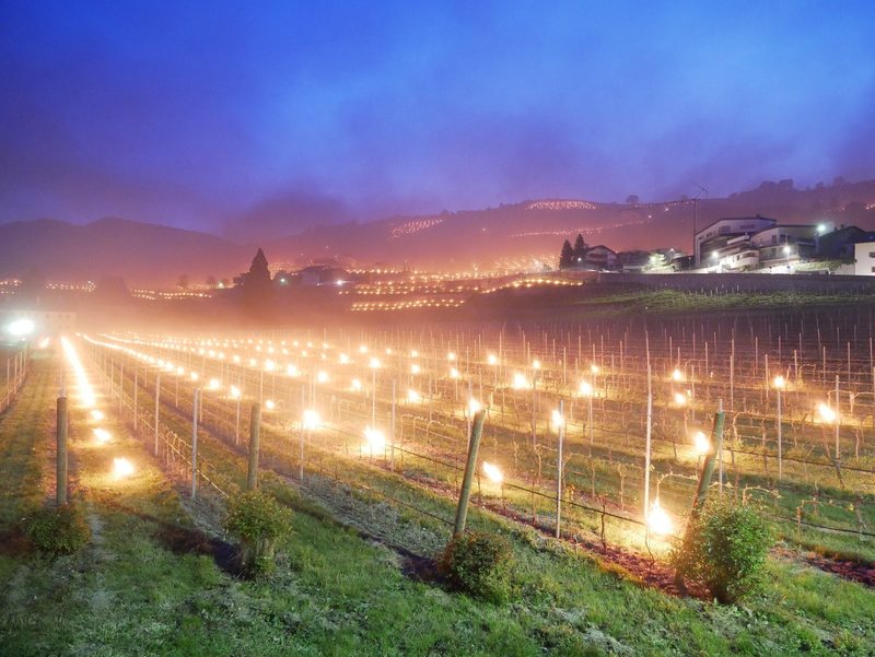 Sute de torțe aprinse încălzesc viile din nordul Italiei. Imagini de basm