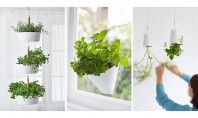 Idei pentru grădina de apartament - plante agăţate de pereţi şi tavane Gaseste aici o serie