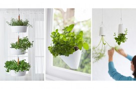 Idei pentru grădina de apartament - plante agăţate de pereţi şi tavane