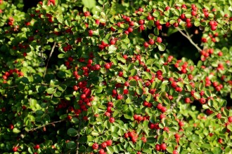 "Super planta" care absoarbe poluarea cauzată de trafic
