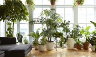 Plante de interior rezistente potrivite pentru apartamentele noastre Alegerea corecta a unei plante pentru apartament care