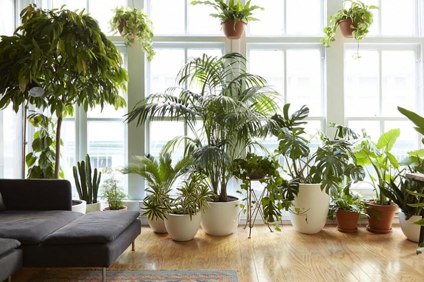 Plante de interior rezistente, potrivite pentru apartamentele noastre
