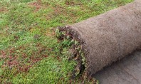 Rulourile de Sedum – soluția inovatoare pentru durabilitate biodiversitate și eficiență energetică Răspunsul constă în utilizarea