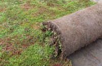 Rulourile de Sedum – soluția inovatoare pentru durabilitate, biodiversitate și eficiență energetică