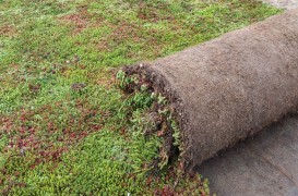 Rulourile de Sedum – soluția inovatoare pentru durabilitate, biodiversitate și eficiență energetică