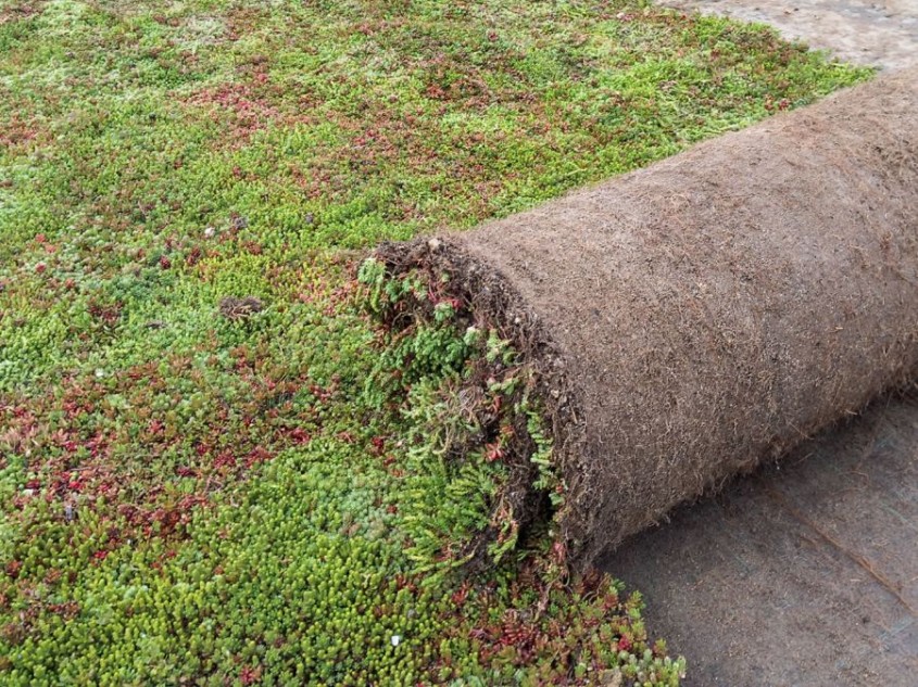 Rulourile de Sedum – soluția inovatoare pentru durabilitate, biodiversitate și eficiență energetică