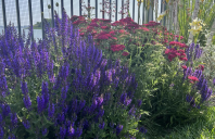 Cum alegi plantele companion potrivite pentru o grădină armonioasă