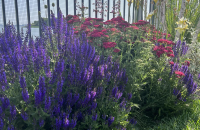 Cum alegi plantele companion potrivite pentru o grădină armonioasă