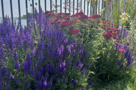 Cum alegi plantele companion potrivite pentru o grădină armonioasă