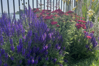 Cum alegi plantele companion potrivite pentru o grădină armonioasă