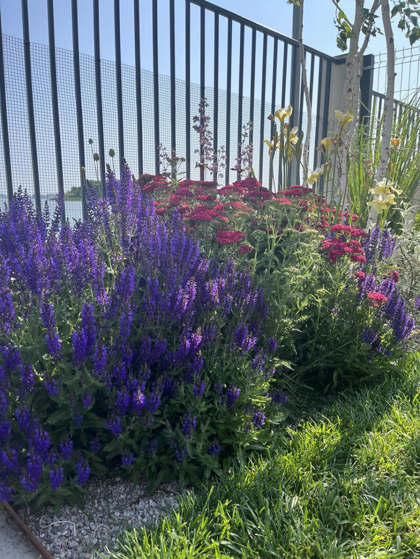 Cum alegi plantele companion potrivite pentru o grădină armonioasă