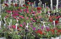 Învață să dai culoare grădinii tale la EXPO FLOWERS & GARDEN