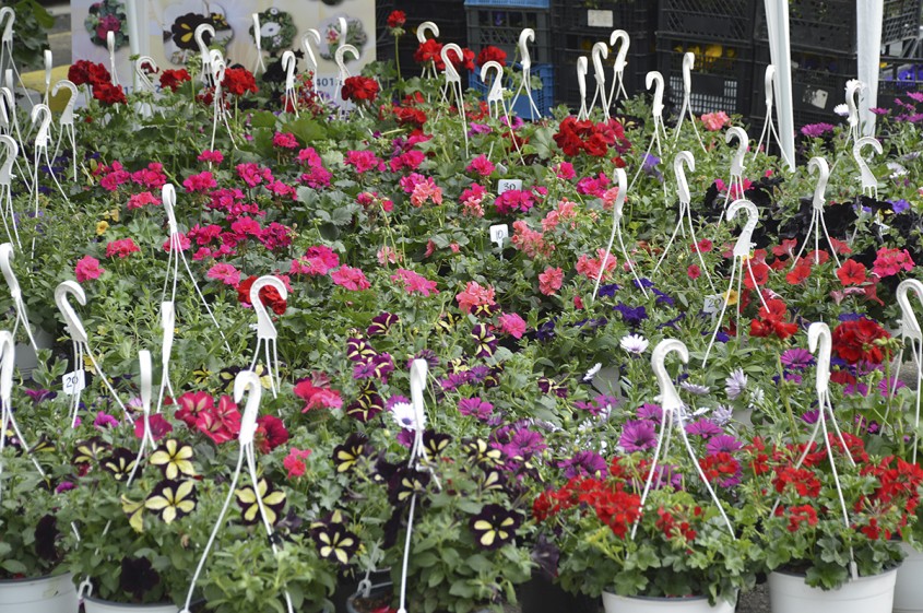 Învață să dai culoare grădinii tale la EXPO FLOWERS & GARDEN