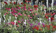 Învață să dai culoare grădinii tale la EXPO FLOWERS & GARDEN