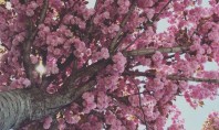 Copaci ornamentali cu creștere rapidă transformă-ți grădina! În acest ghid complet îți vom prezenta cele mai