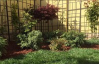 Arțarul japonez &ndash; inspirație pentru amenajări de grădină elegante