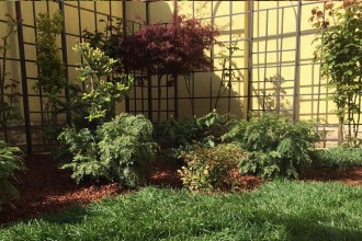 Arțarul japonez &ndash; inspirație pentru amenajări de grădină elegante