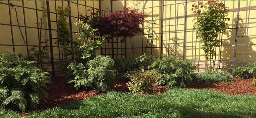 Arțarul japonez – inspirație pentru amenajări de grădină elegante