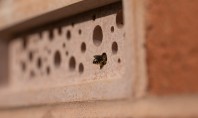 Oraşul în care toate clădirile noi trebuie să aibă cărămizi pentru albine Toate clădirile cu o