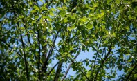 Un copac pentru fiecare locuitor Lansat anul trecut la Milano proiectul Forestami are ca obiectiv plantarea