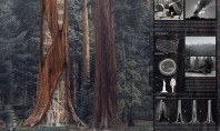 Zgarie-norii din arborii putreziti de sequoia un mod surprinzator de a le preveni prabusirea Un zgarie-nor
