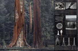Zgarie-norii din arborii putreziti de sequoia, un mod surprinzator de a le preveni prabusirea