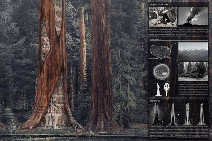 Zgarie-norii din arborii putreziti de sequoia, un mod surprinzator de a le preveni prabusirea