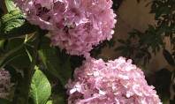 Când se plantează Hortensia în grădină? Ghid complet Acesta planta ornamentala vine cu 75 de specii