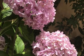 Când se plantează Hortensia în grădină? Ghid complet