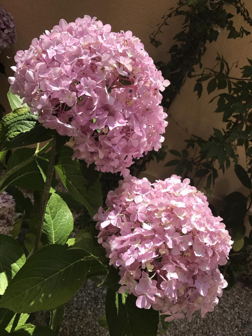 Când se plantează Hortensia în grădină? Ghid complet