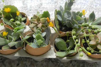 O grădină &icirc;ntr-un ou: decoraţiuni cu plante, pentru masa de Paşte