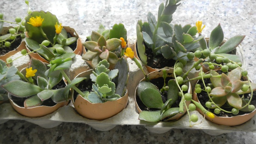 O grădină &icirc;ntr-un ou: decoraţiuni cu plante, pentru masa de Paşte