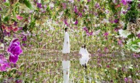 Mii de orhidee plutesc în jurul vizitatorilor într-o grădină ca niciuna alta Instalaţia este o creaţie