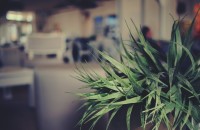 10 plante perfecte pentru birou