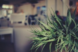 10 plante perfecte pentru birou