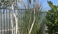 Tunderea arbuștilor și a copacilor Sfaturi și tehnici Tunderea arbuștilor a copacilor si a arborilor din