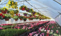De ce sa alegeti flori produse in Romania? Majoritatea florilor comercializate pe piata romaneasca sunt din