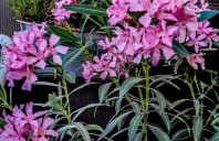 Leandru: cum &icirc;l crești corect și cum &icirc;l folosești &icirc;n designul grădinii