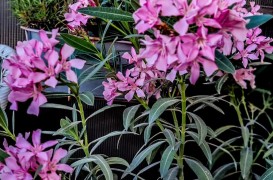 Leandru: cum &icirc;l crești corect și cum &icirc;l folosești &icirc;n designul grădinii