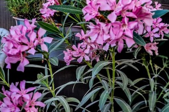 Leandru: cum &icirc;l crești corect și cum &icirc;l folosești &icirc;n designul grădinii