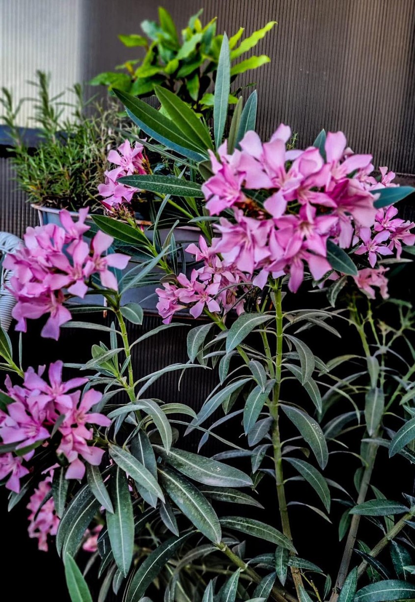 Leandru: cum &icirc;l crești corect și cum &icirc;l folosești &icirc;n designul grădinii