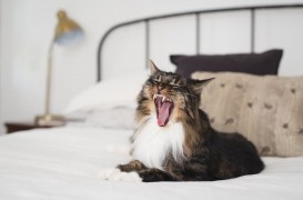 Idei pentru acasă: cum să ai un spațiu mai confortabil pentru pisica ta